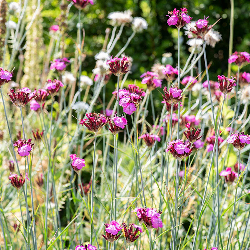 Carthusian Pink - Image 2