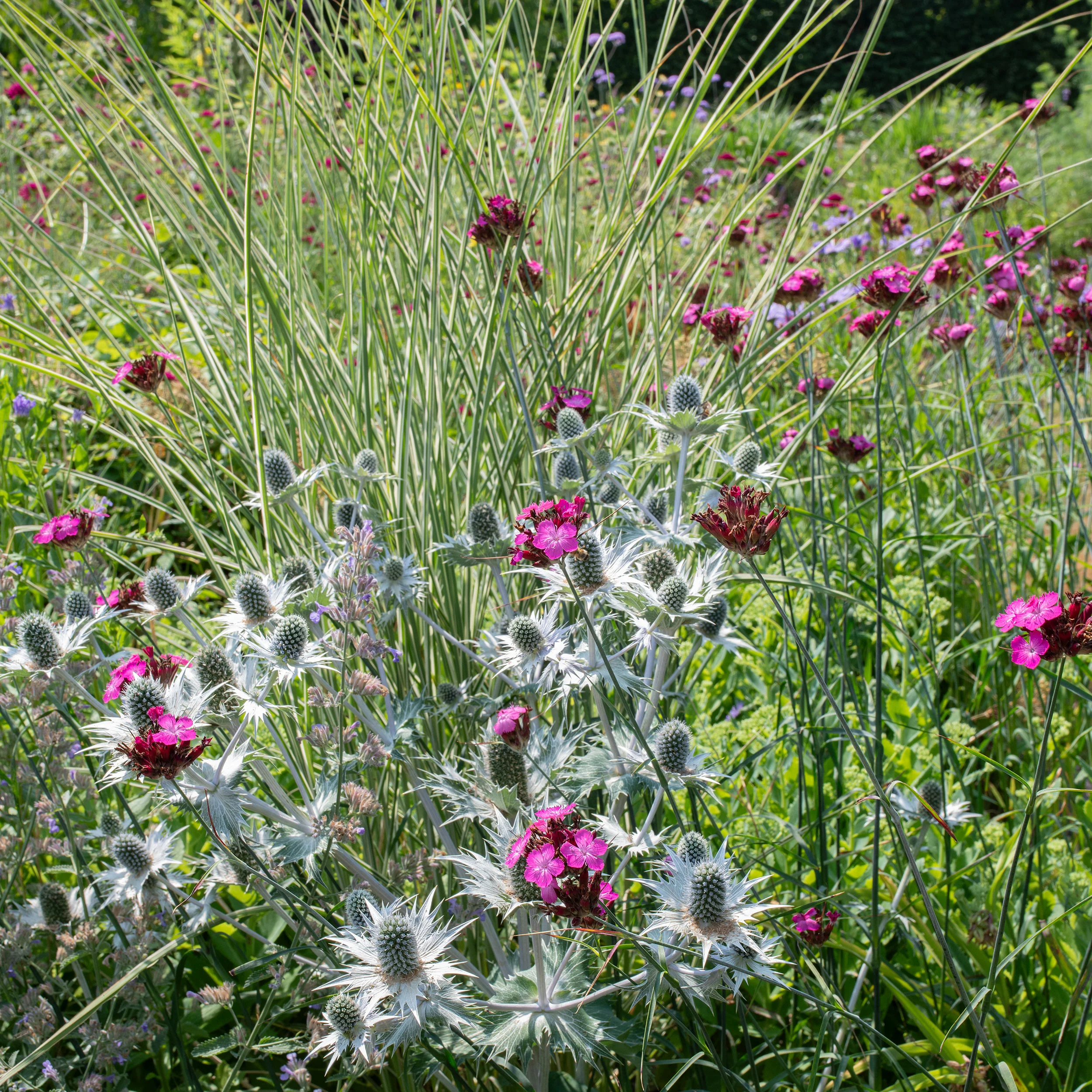 Carthusian Pink - Image 3