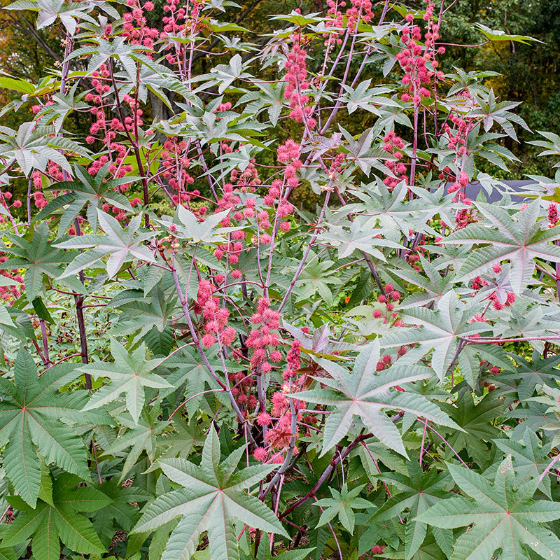 Castor Oil Bean 'Carmencita Pink' - Image 2