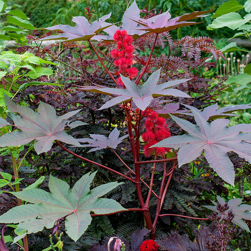 Castor Oil Bean 'Carmencita Red' - Image 2