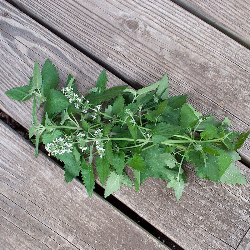 Catnip Organic - Image 2