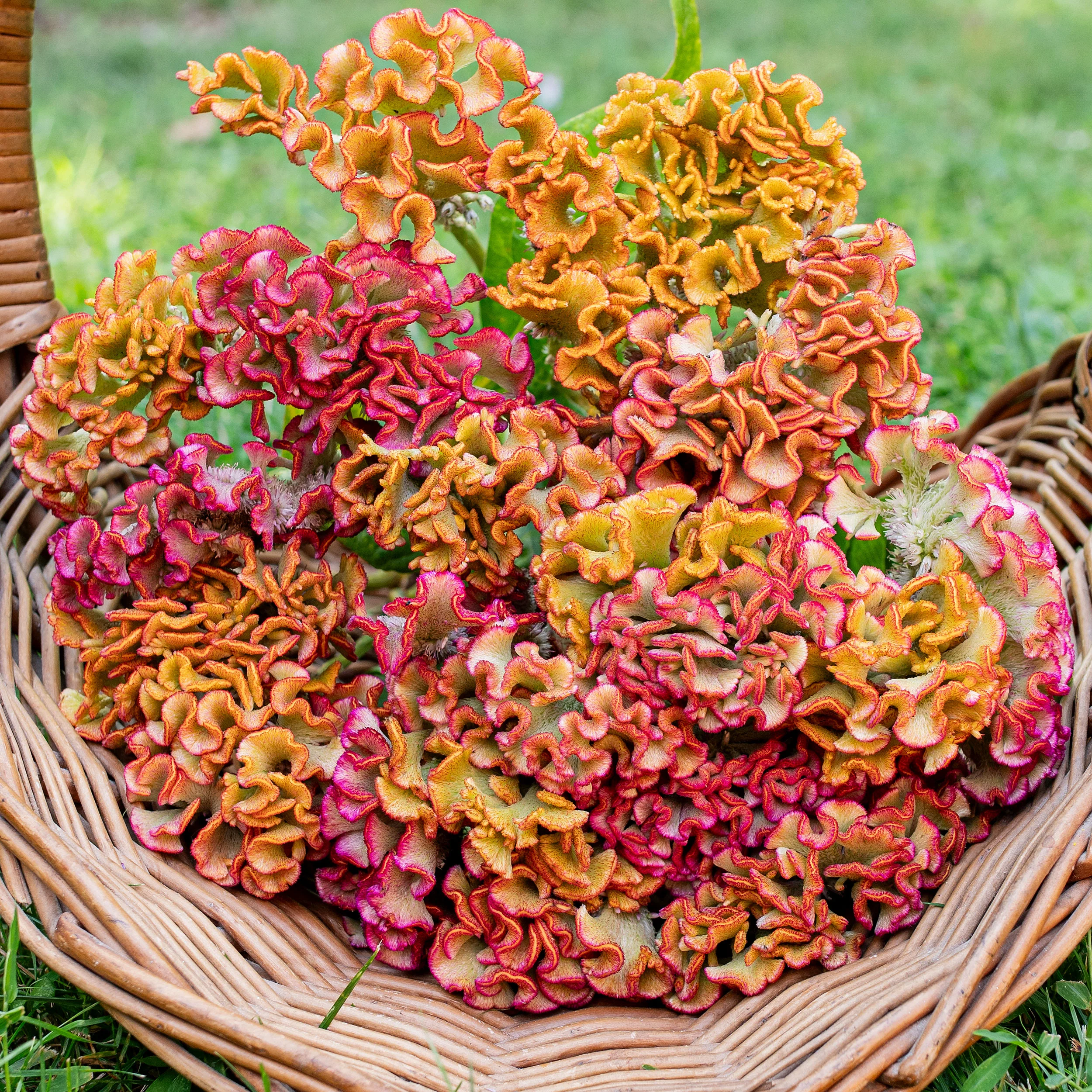 Celosia 'Bar Bossa Champagne'