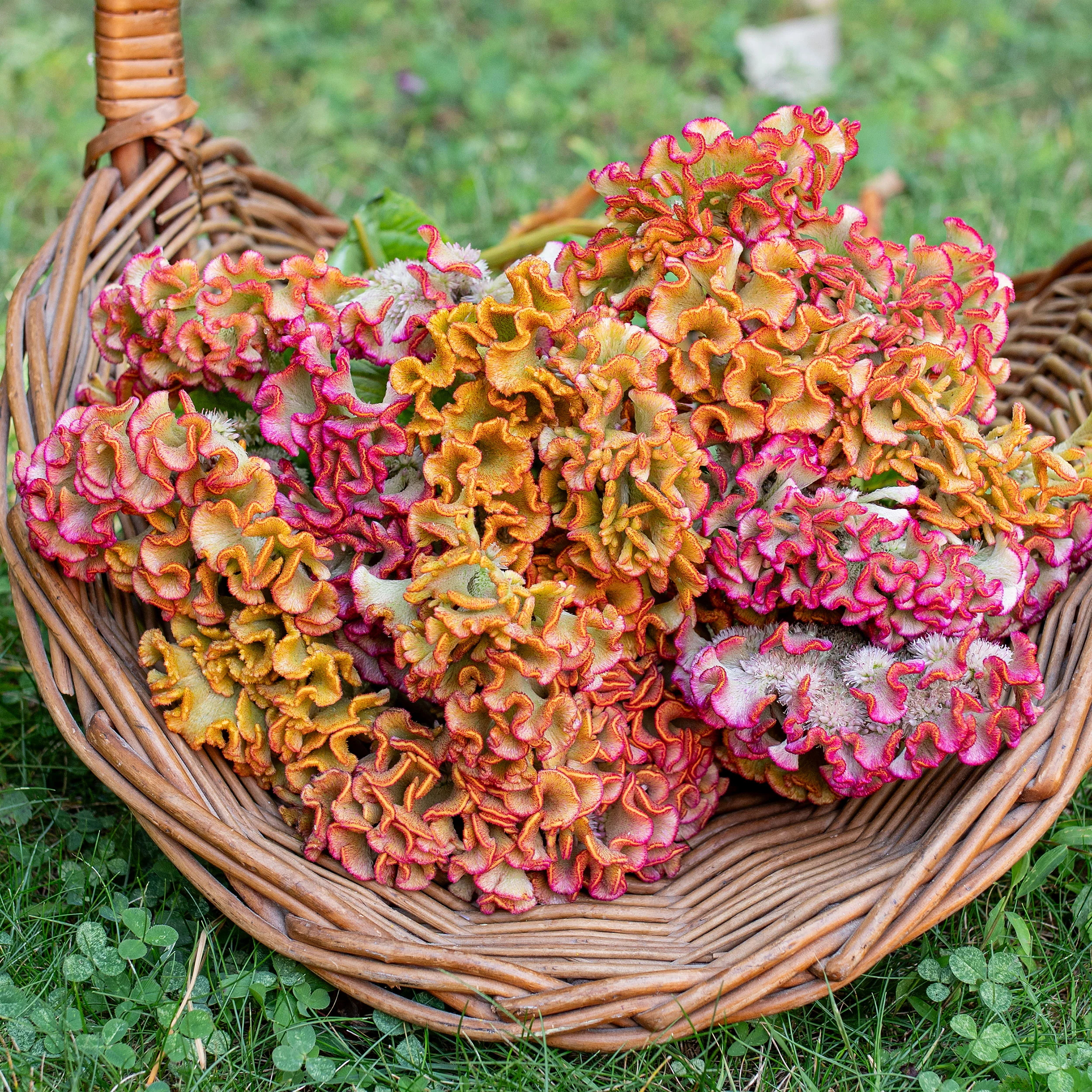 Celosia 'Bar Bossa Champagne' - Image 2