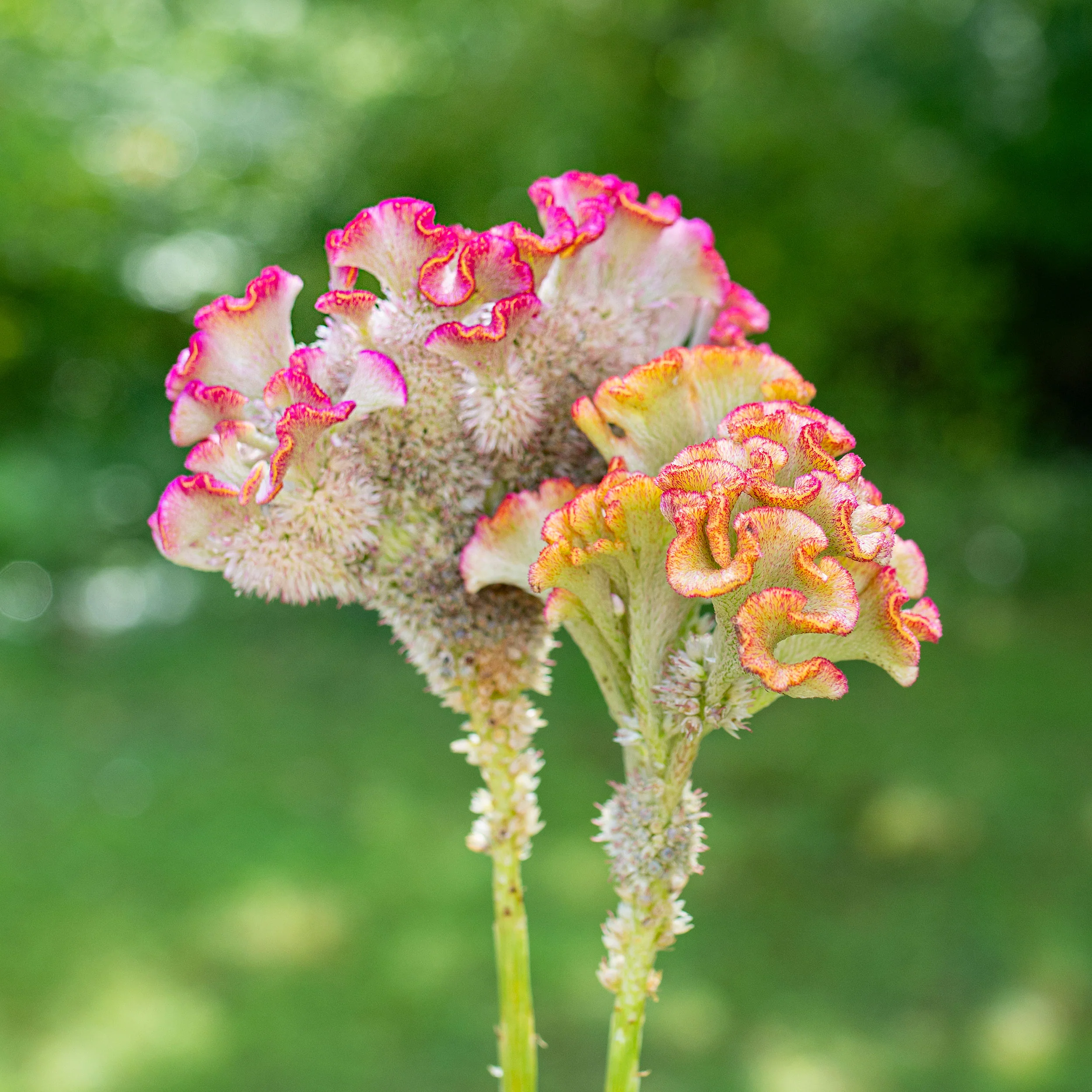Celosia 'Bar Bossa Champagne' - Image 3