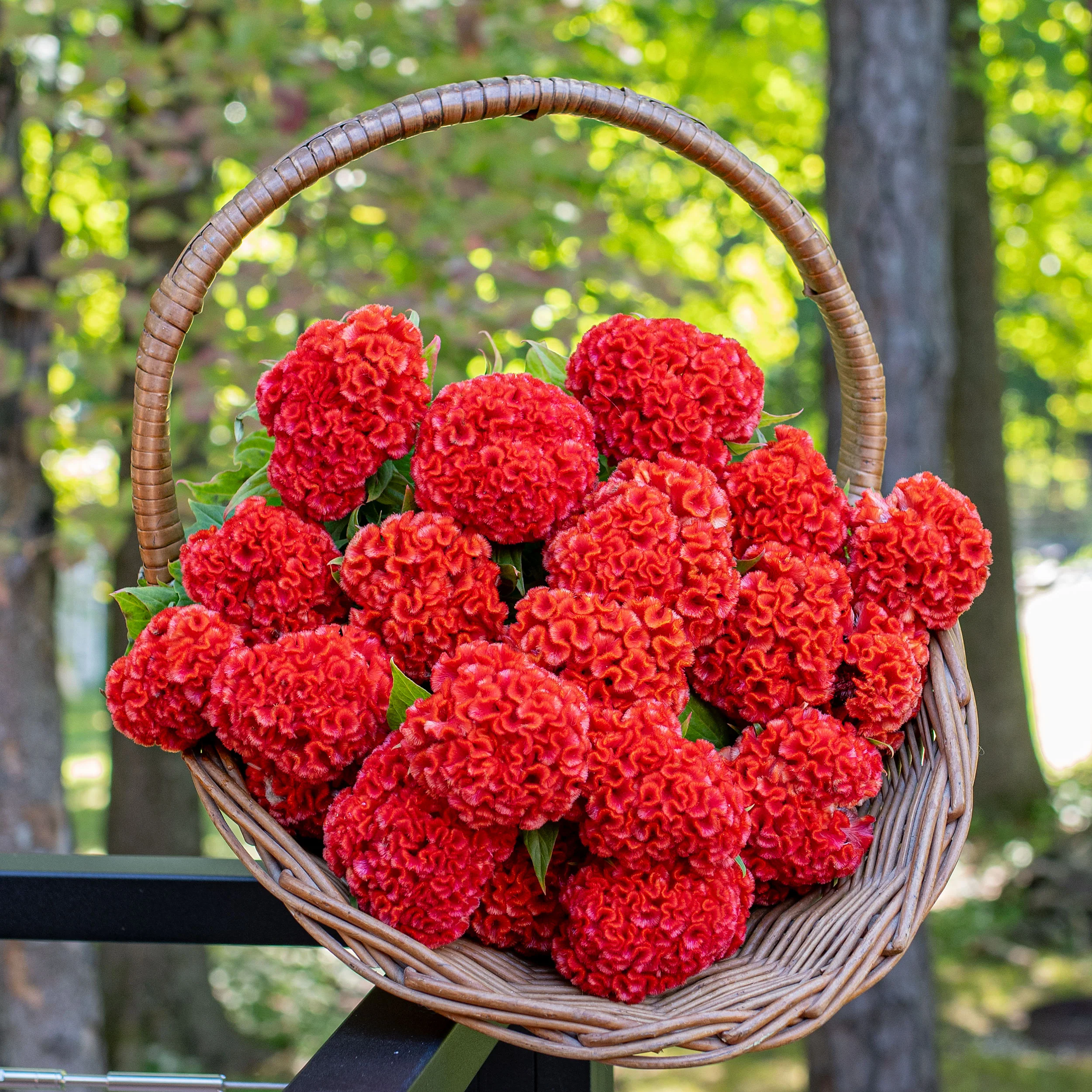Celosia 'Chief Persimmon' - Image 2