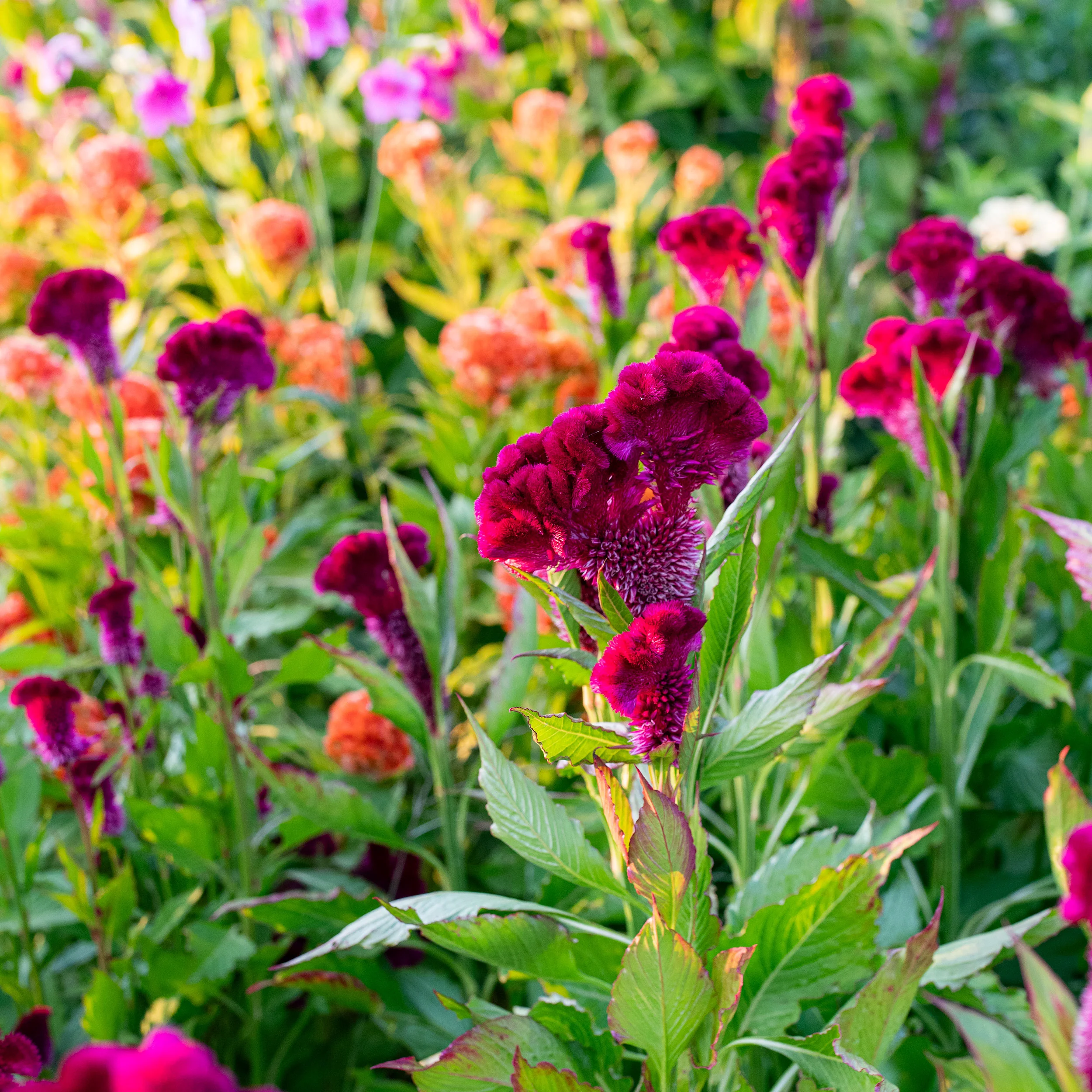 Celosia 'Cramer's Burgundy' - Image 2