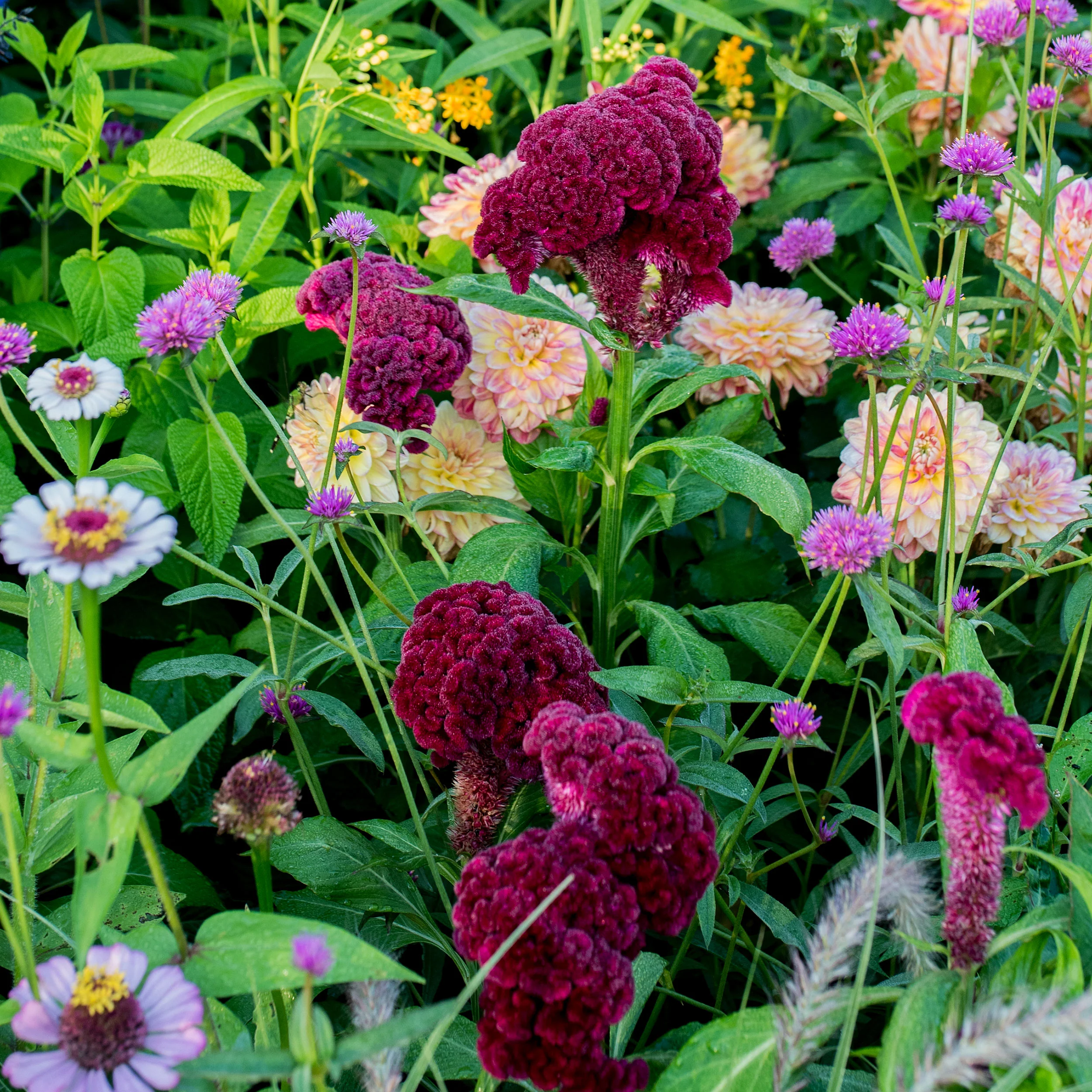 Celosia 'Cramer's Burgundy' - Image 3