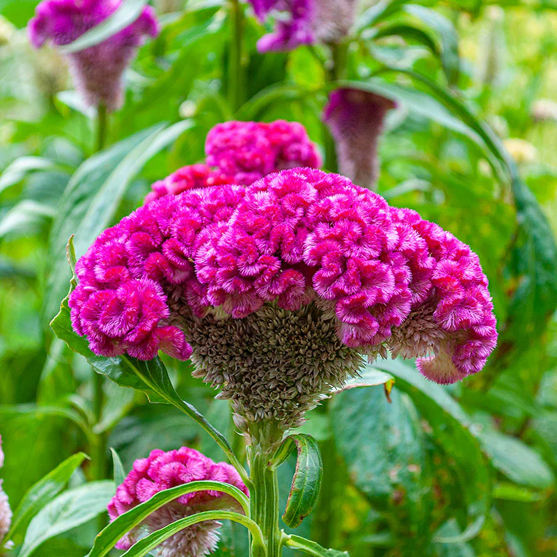 Celosia 'Cramer's Rose' - Image 2