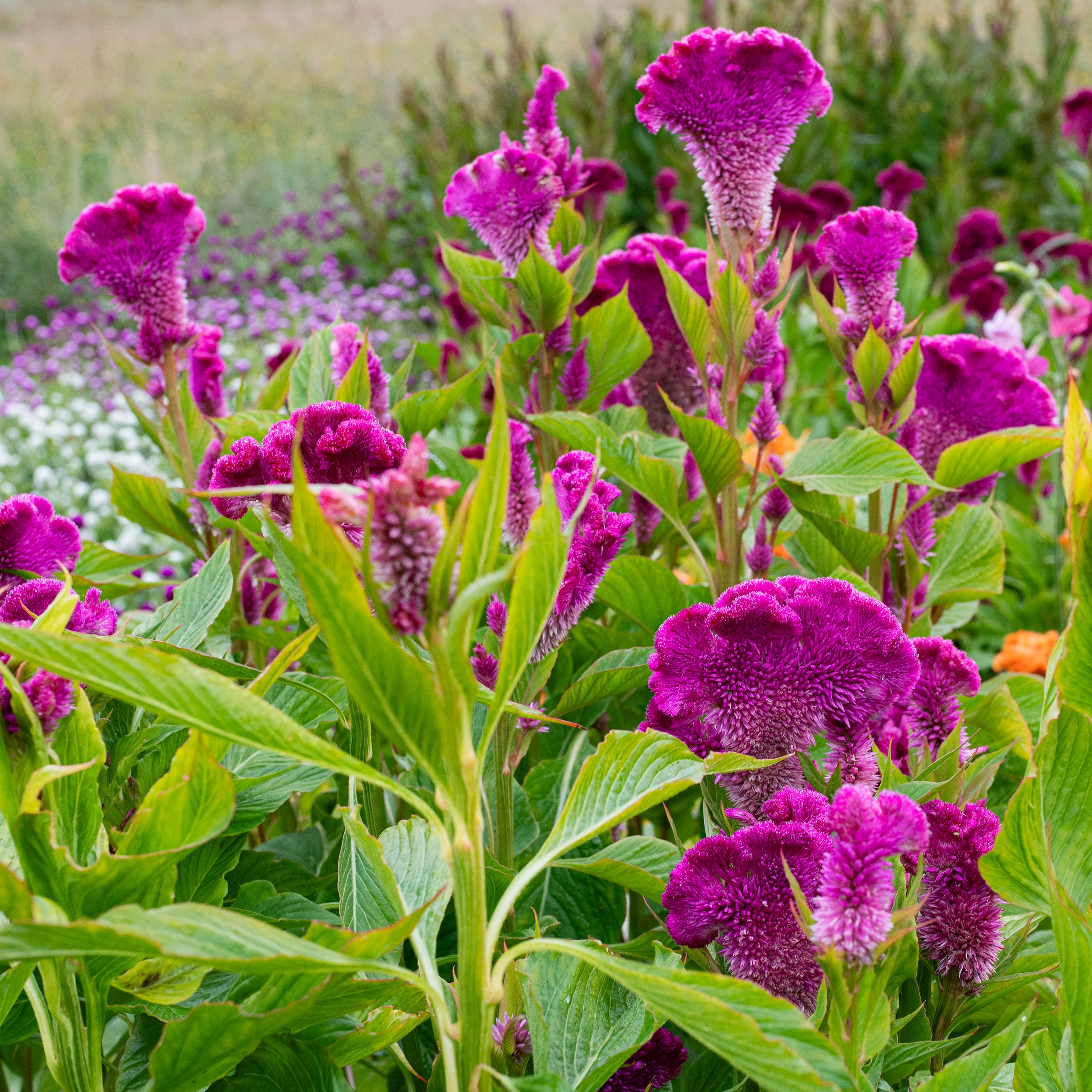 Celosia 'Cramer's Rose' - Image 3