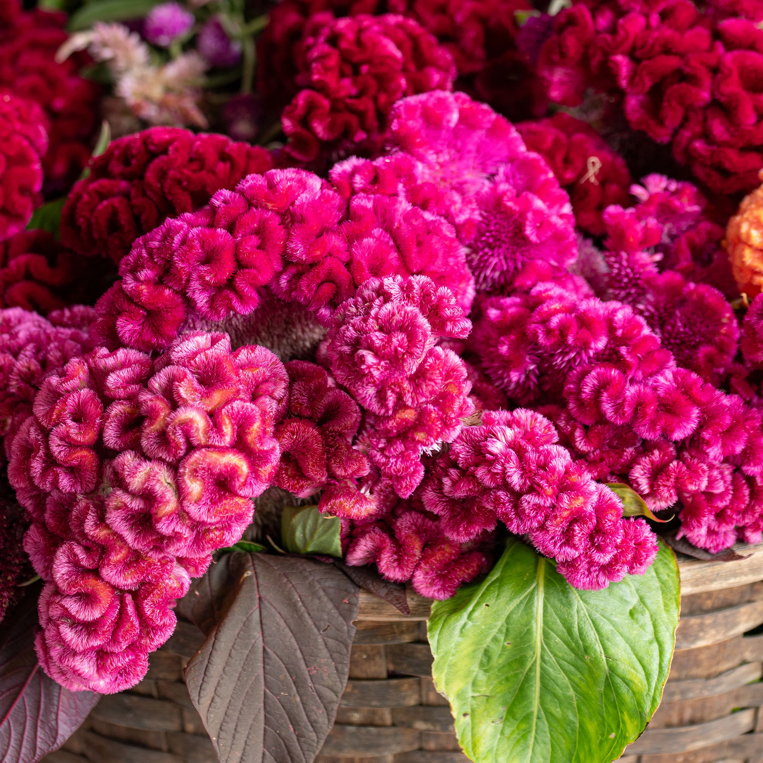 Celosia 'Cramer's Rose' - Image 4