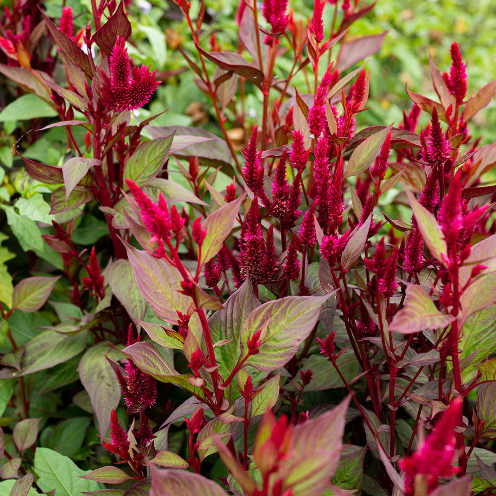 Celosia 'Mega Punk' Organic - Image 3