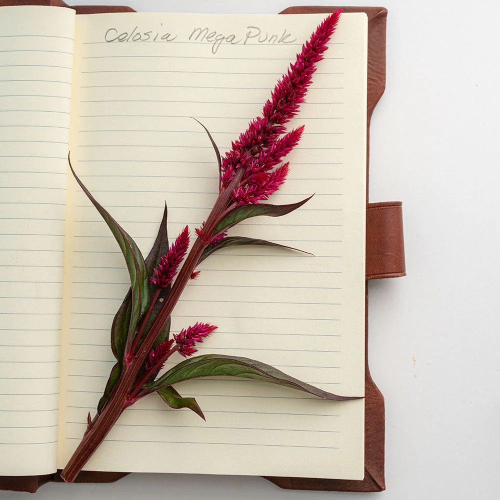 Celosia 'Mega Punk' Organic - Image 4