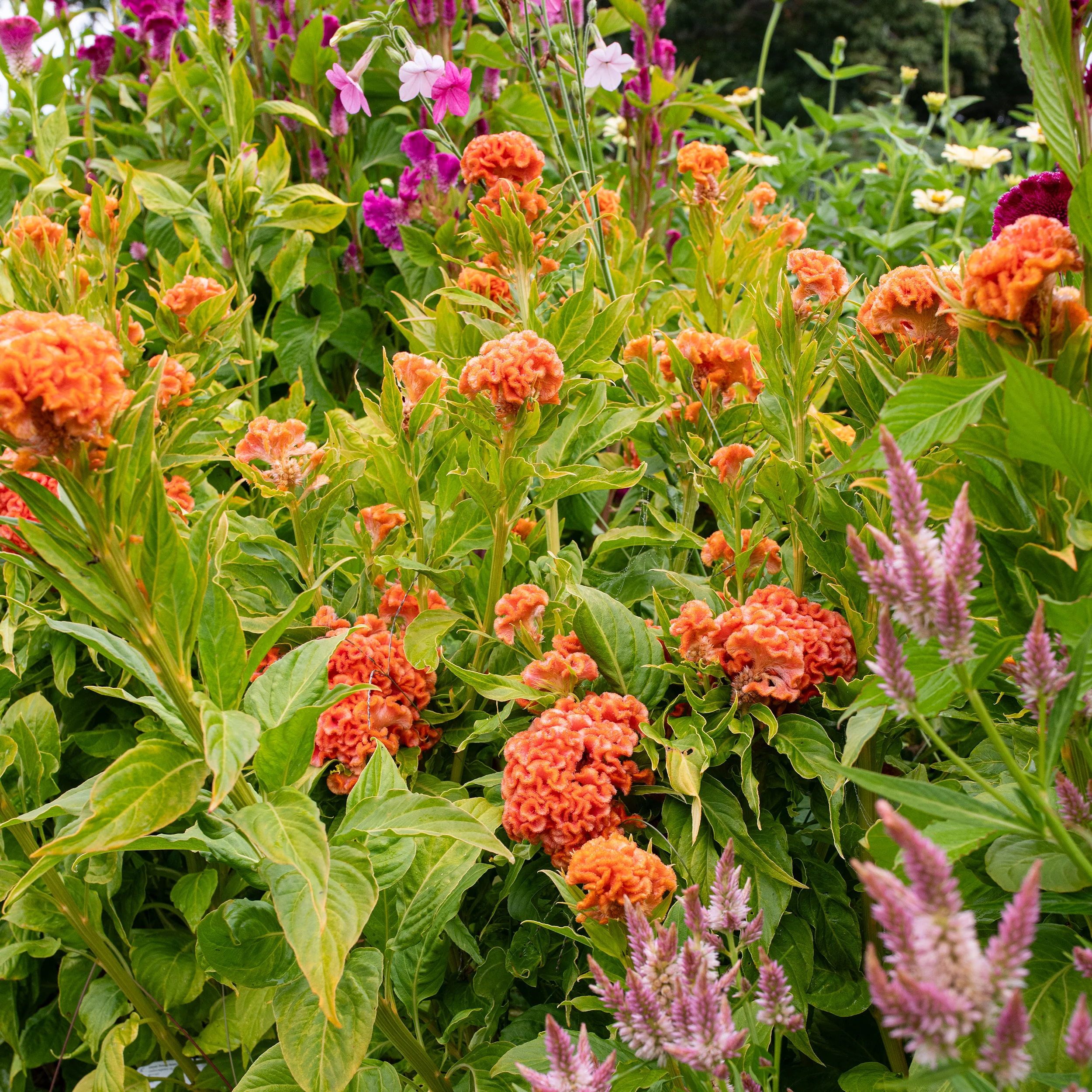 Celosia 'Orange Queen Improved' - Image 2