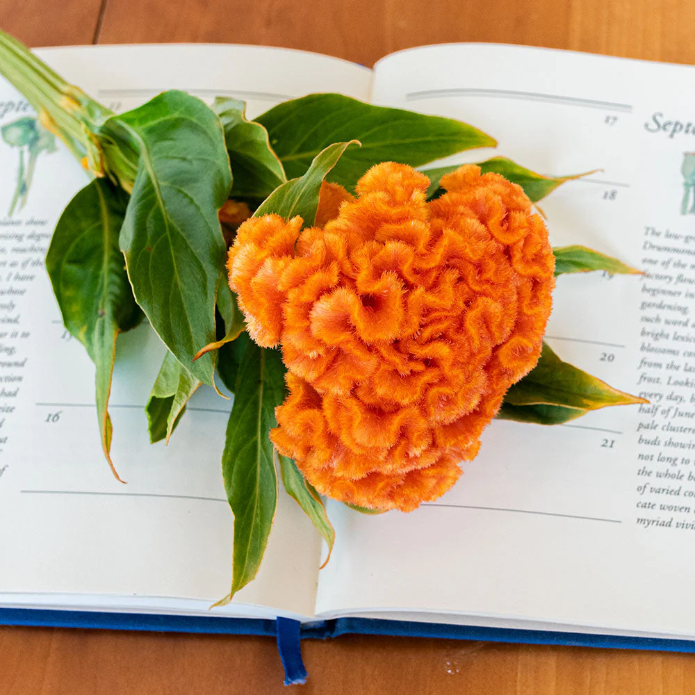 Celosia 'Orange Queen Improved' - Image 3