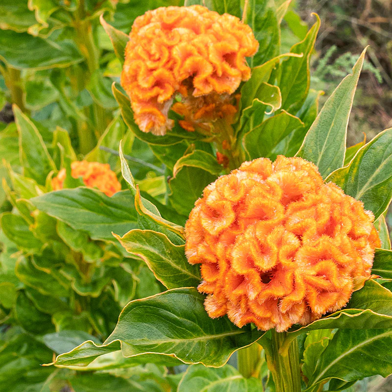 Celosia 'Orange Queen Improved' - Image 4