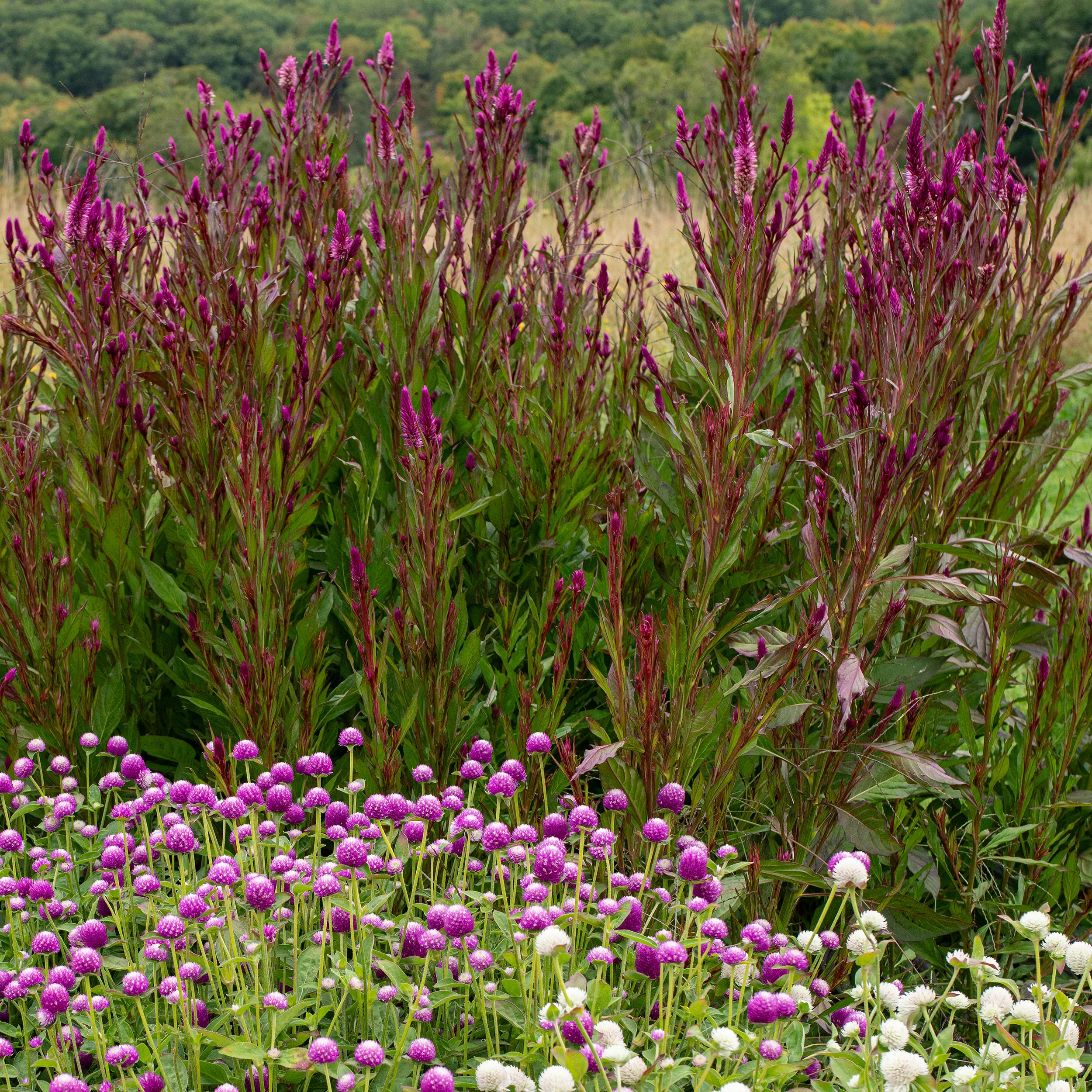 Celosia 'Roseberry Parfait' - Image 2