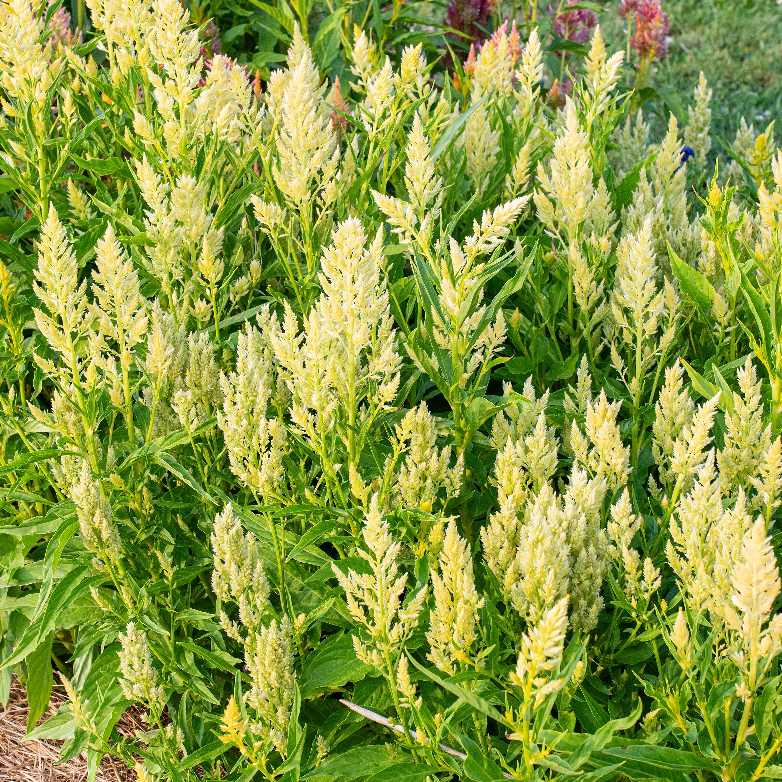 Celosia 'Sylphid' - Image 3