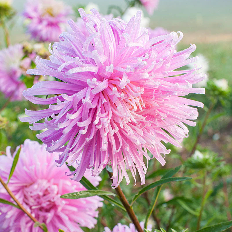 China Aster 'Giants of California' - Image 2