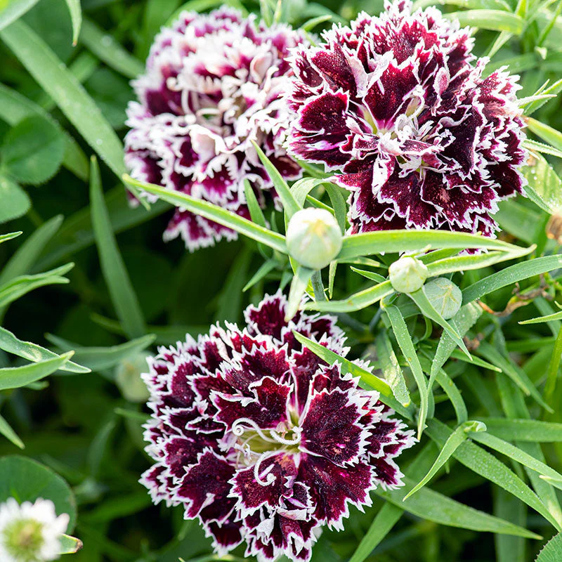 China Pink 'Black Velvet and Lace' - Image 2