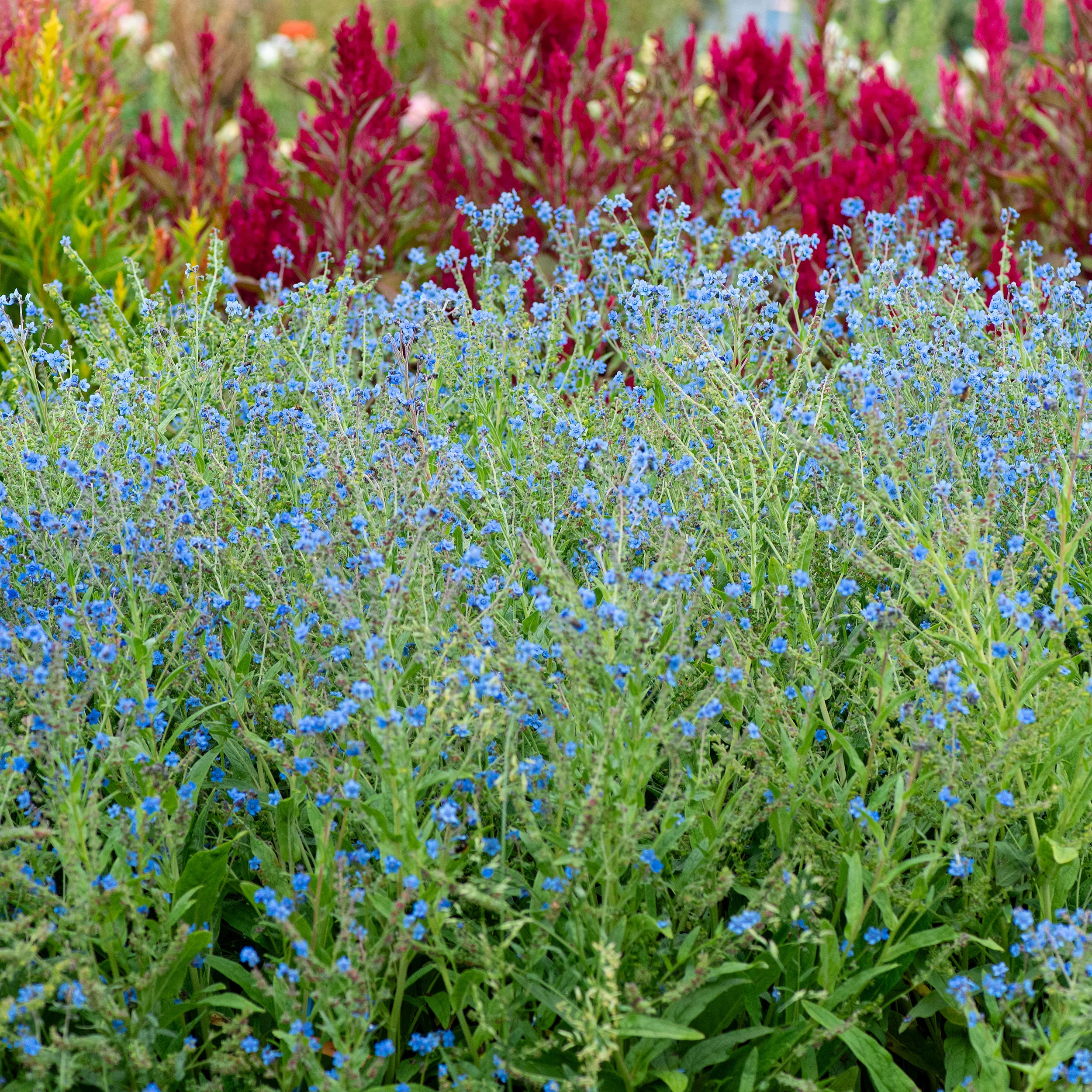 Chinese Forget Me Not 'Firmament' - Image 2