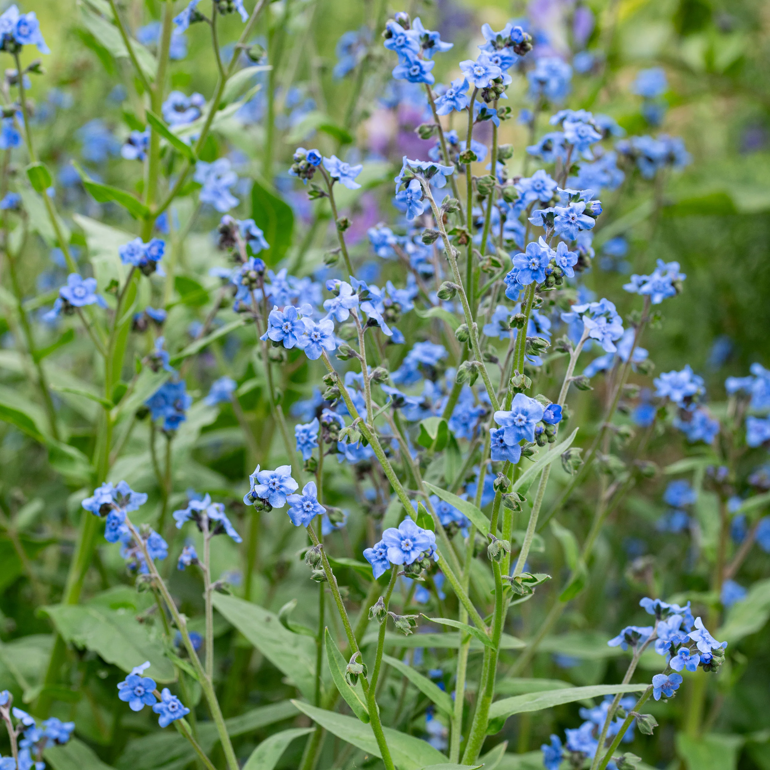 Chinese Forget Me Not 'Firmament' - Image 3