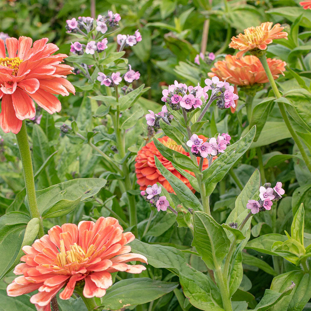 Chinese Forget Me Not 'Mystery Rose' - Image 2