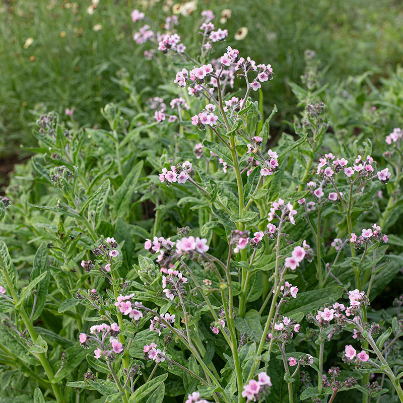 Chinese Forget Me Not 'Mystery Rose' - Image 3