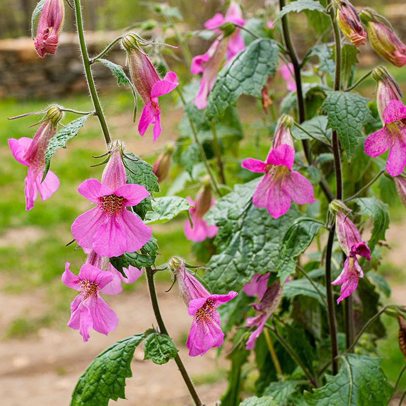 Chinese Foxglove - Image 2