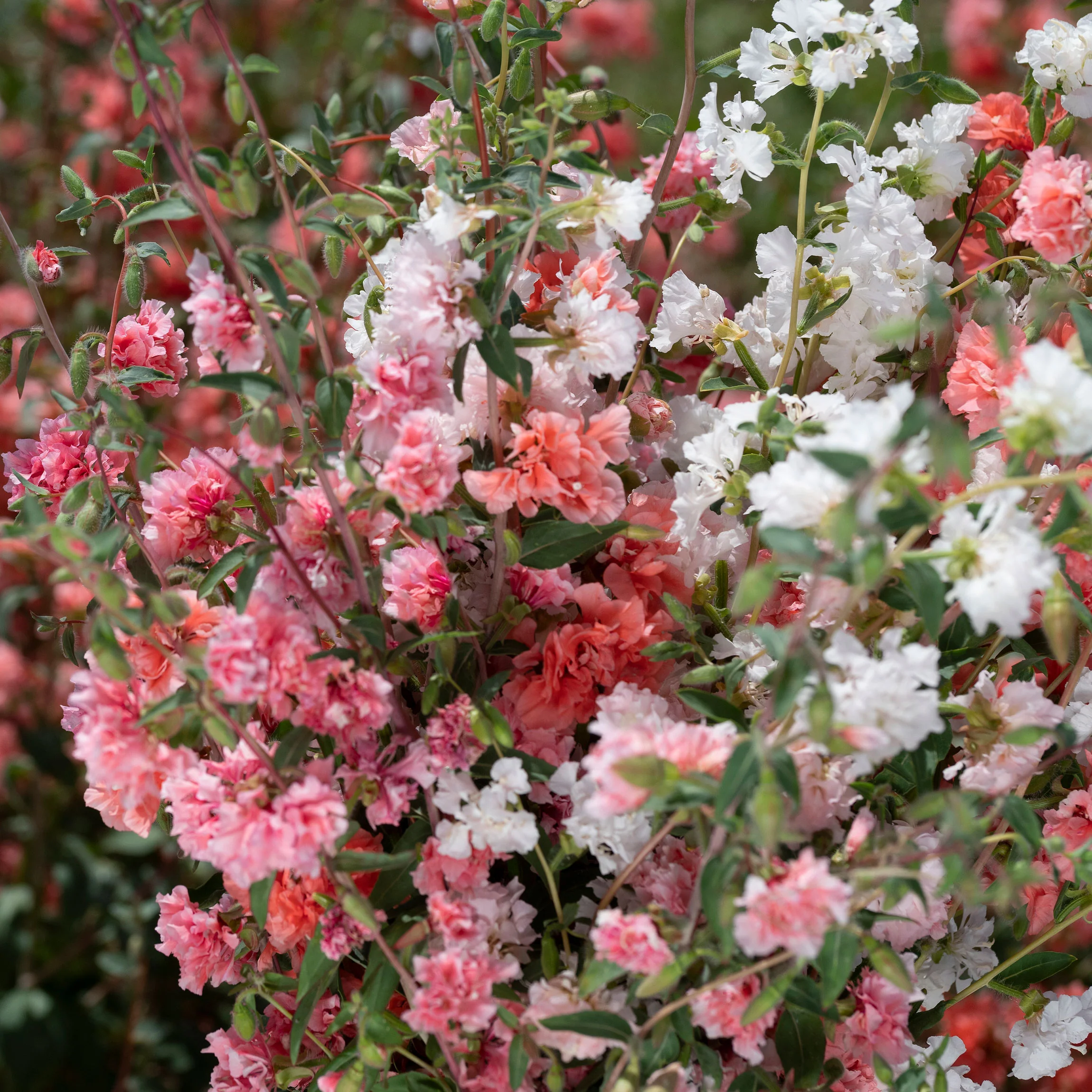 Clarkia 'Rosy Cheek to Cheek Mix' - Image 2