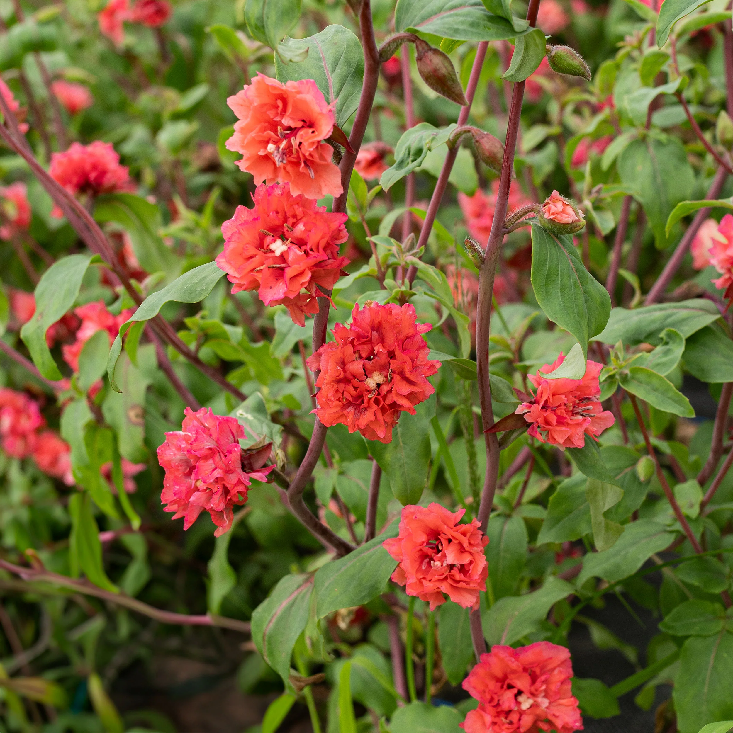 Clarkia 'Orange' - Image 2