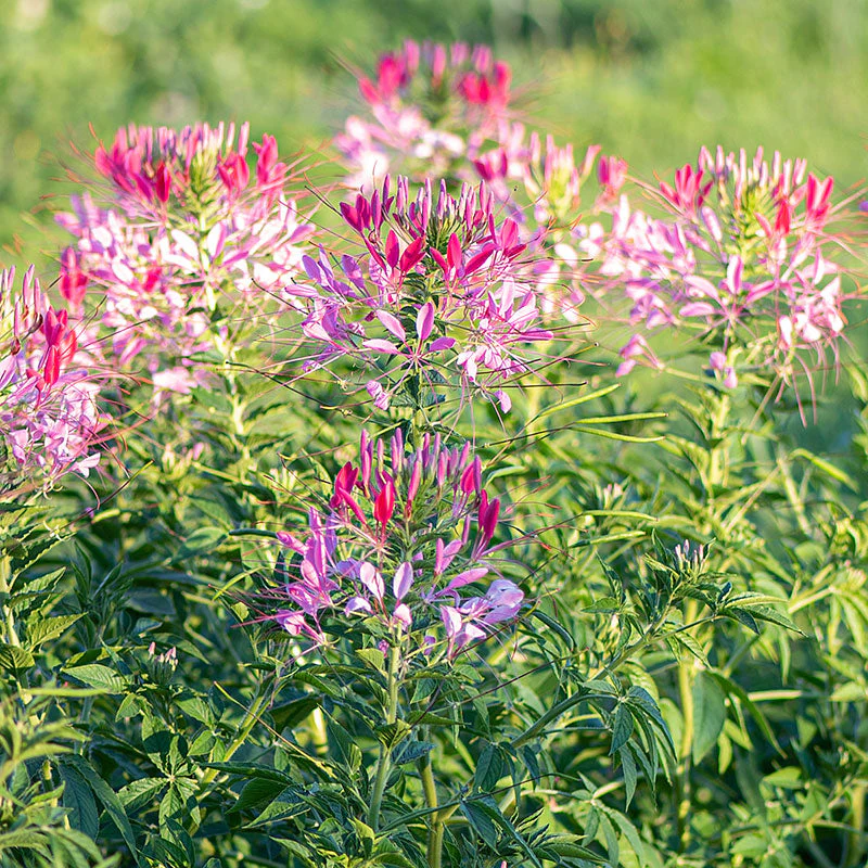 Cleome 'Cherry Queen' - Image 2