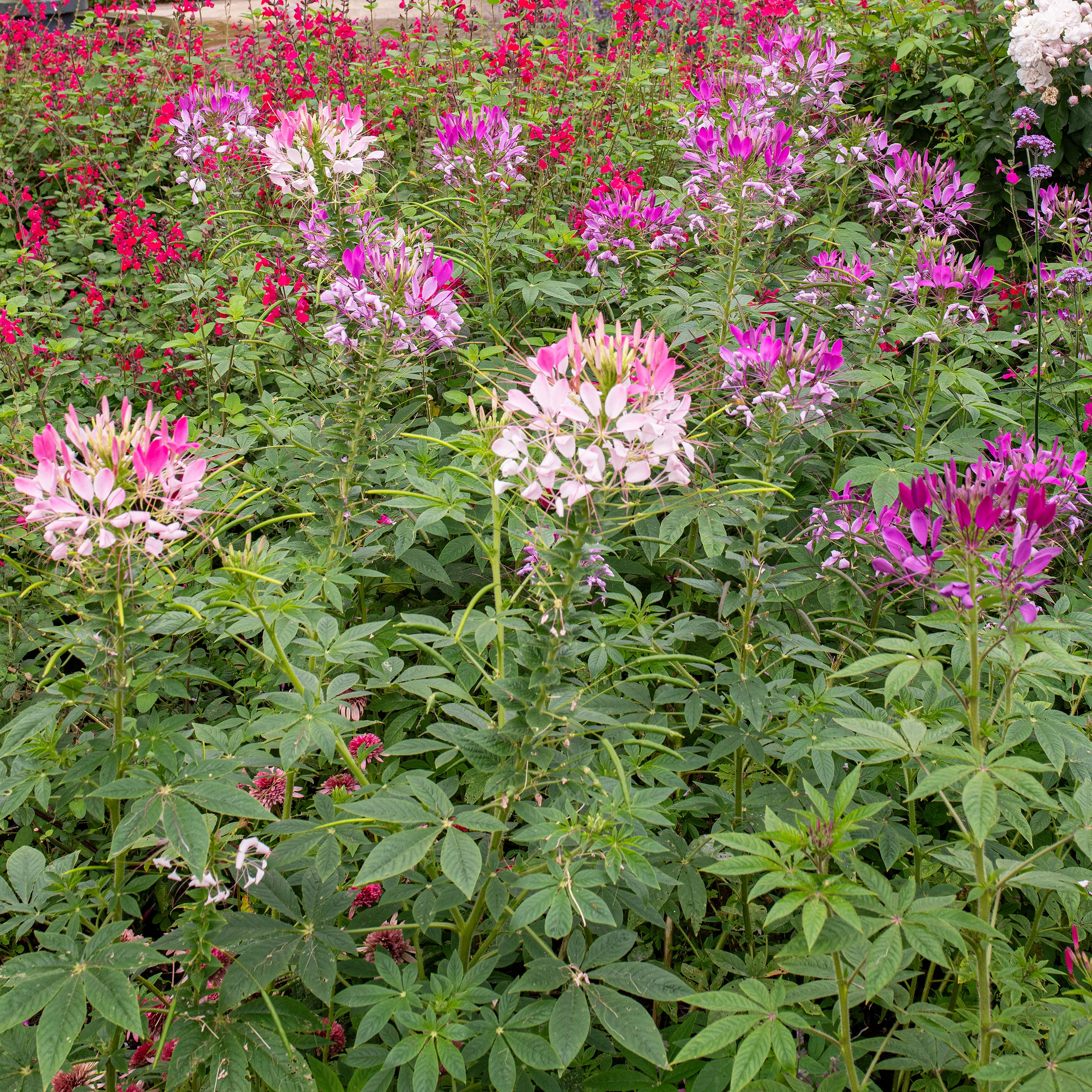 Cleome 'Color Fountain' - Image 2