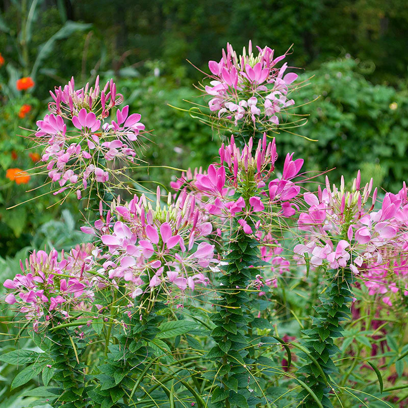Cleome 'Rose Queen' - Image 2