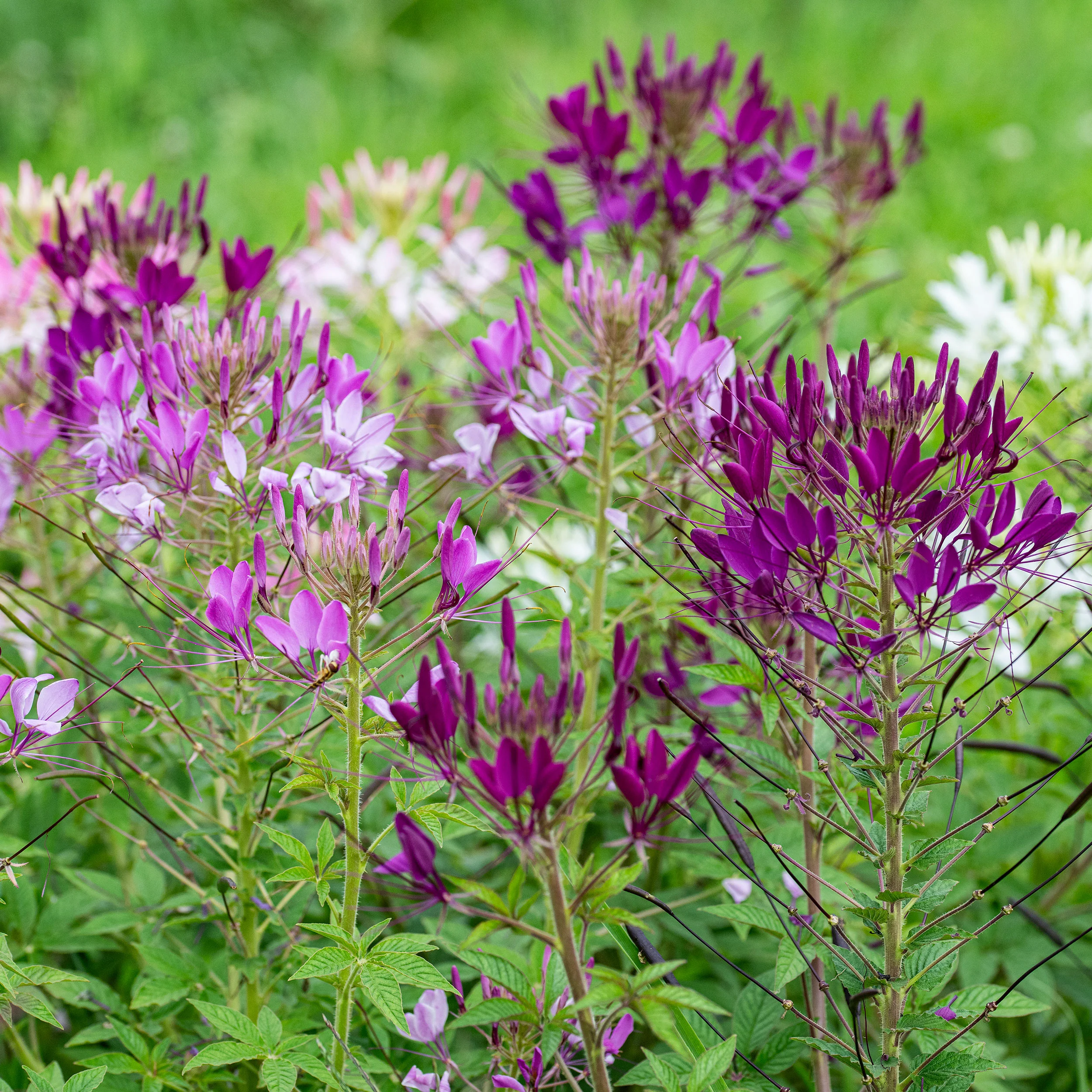 Cleome 'Sparkler™ 2.0 Mix' F1 - Image 3