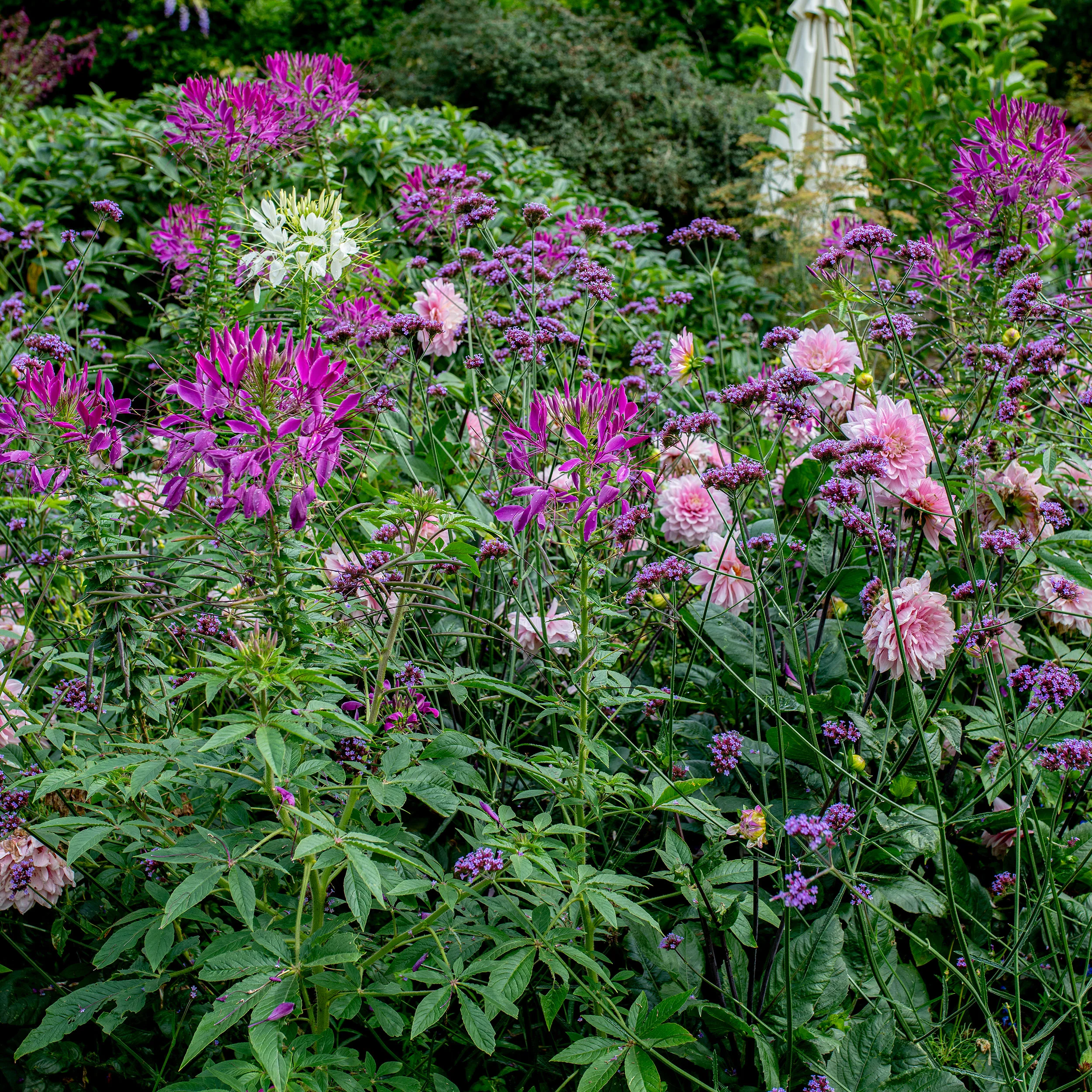 Cleome 'Violet Queen' - Image 2