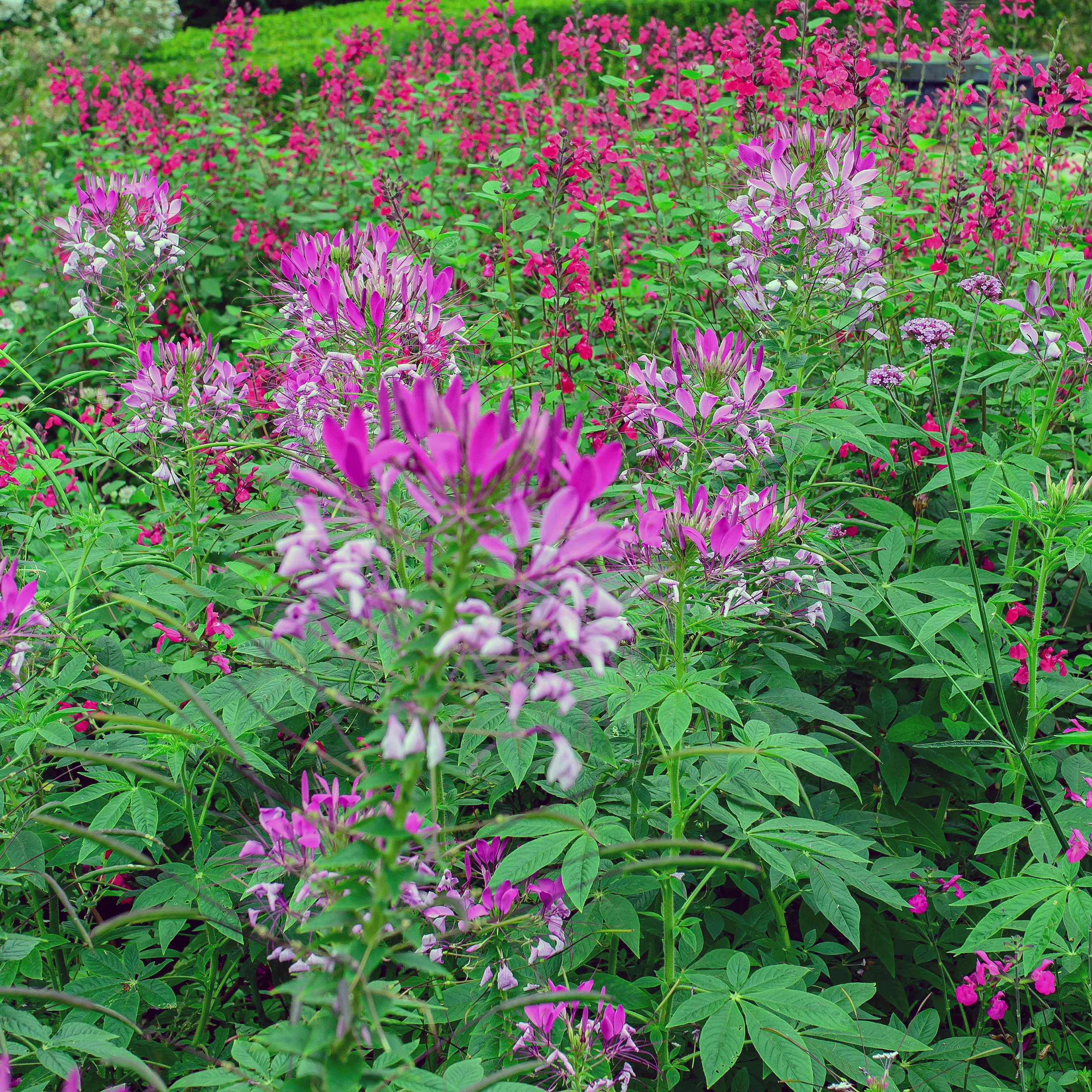 Cleome 'Violet Queen' - Image 3