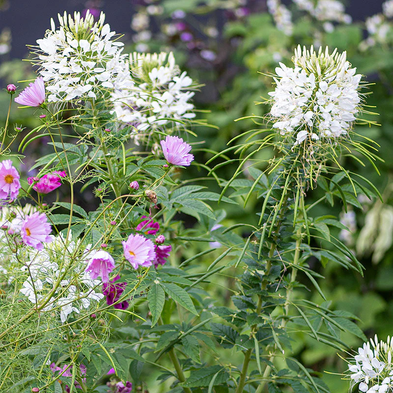 Cleome 'White Queen' - Image 2