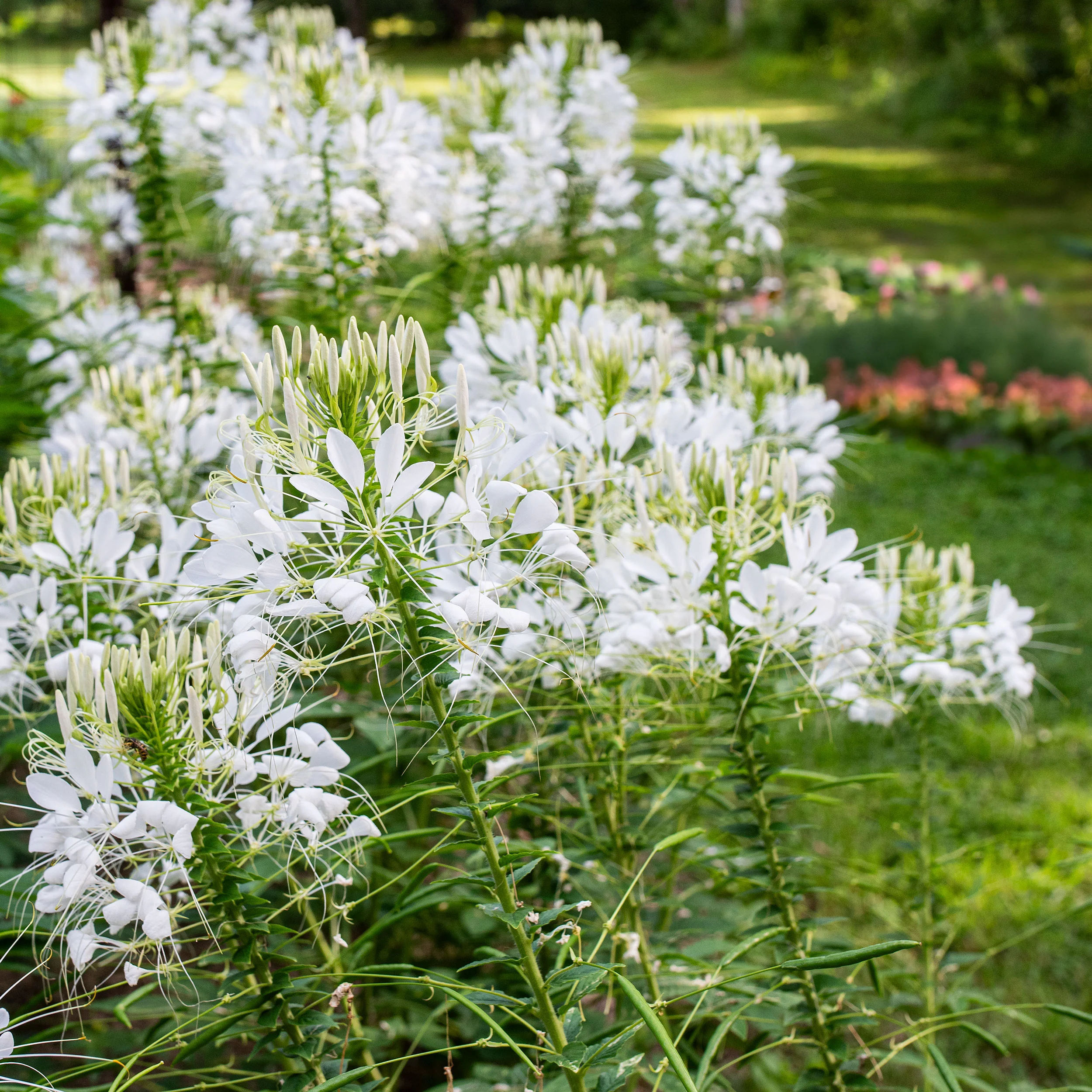 Cleome 'White Queen' - Image 3