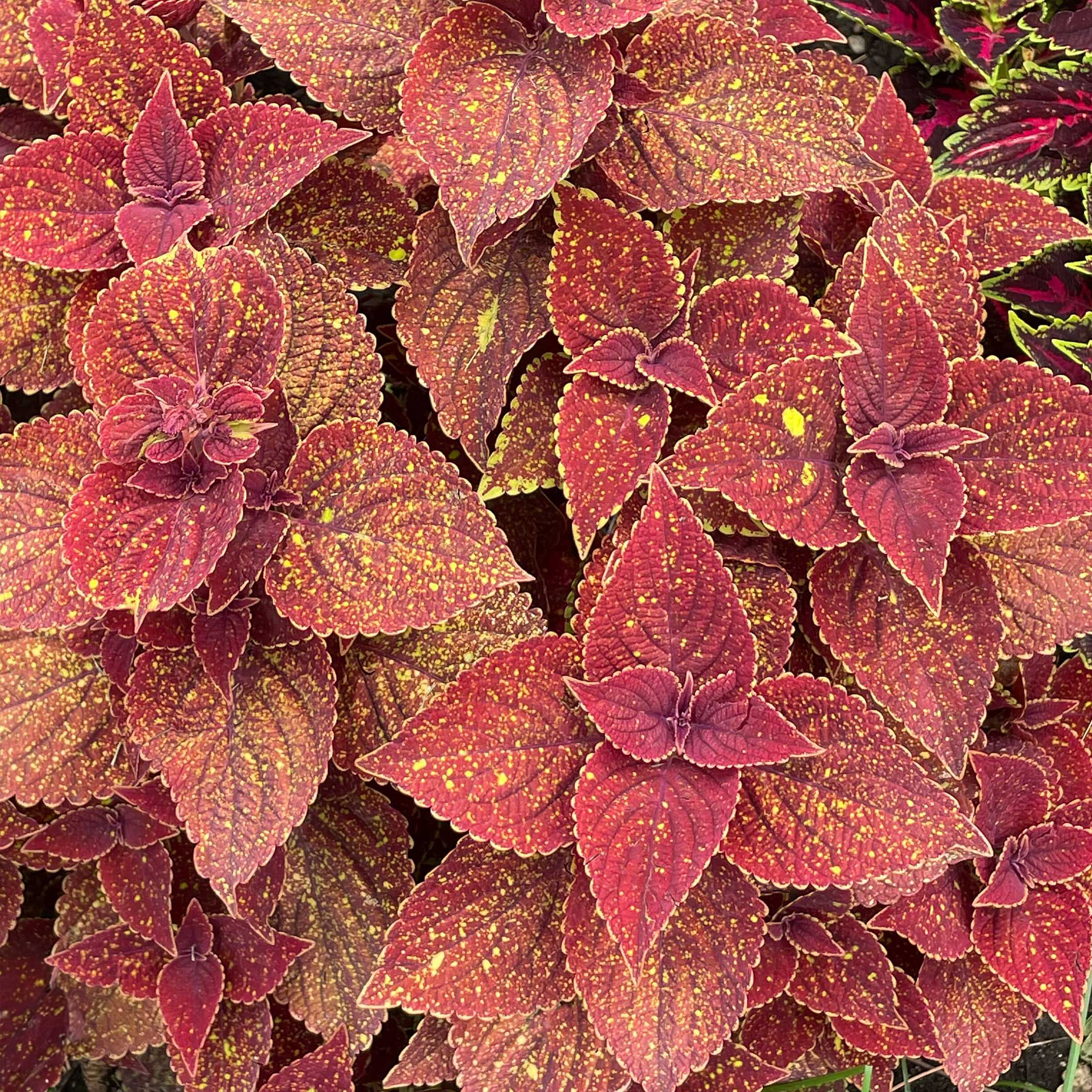 Coleus Talavera™ 'Moondust' - S1 - Image 2