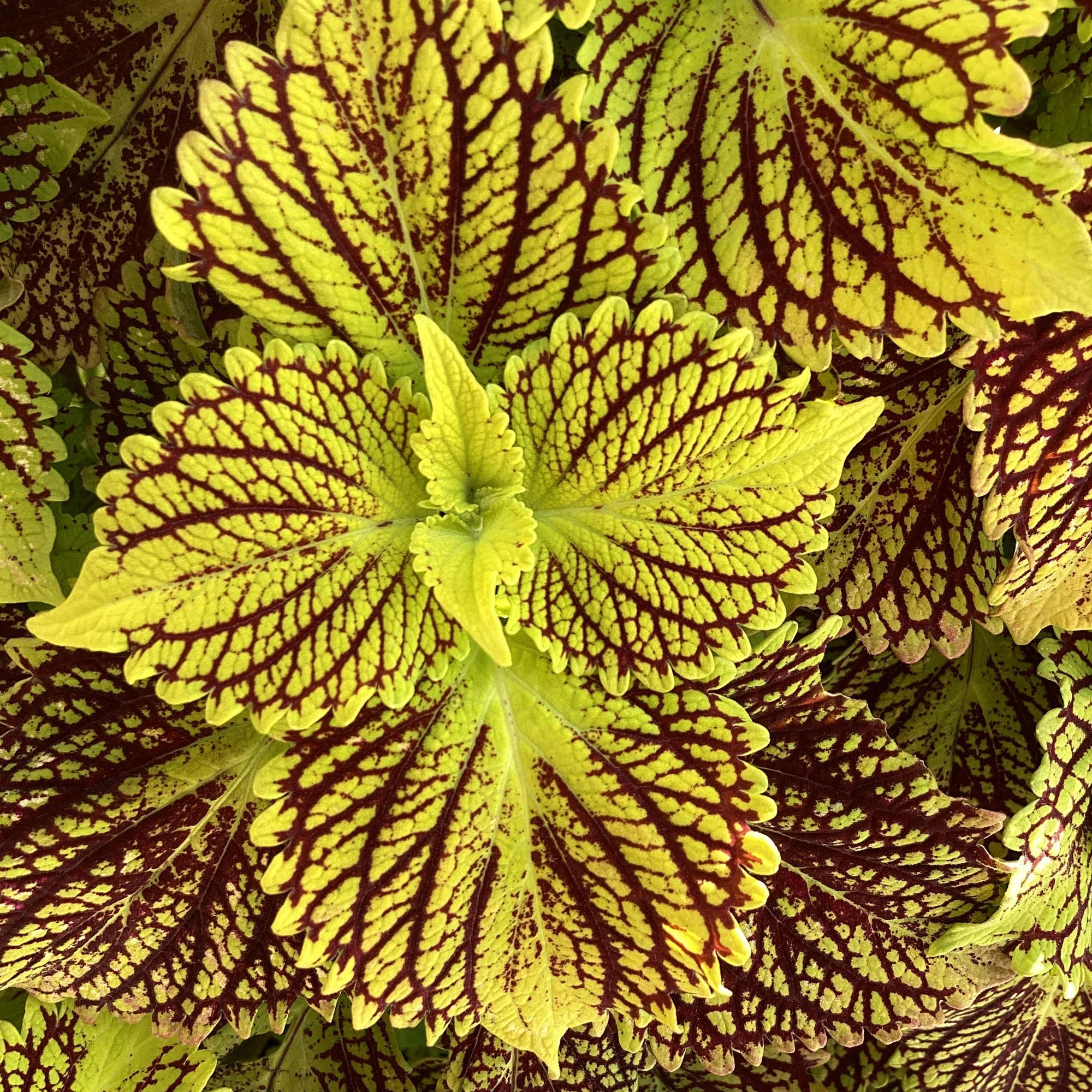 Coleus TerraScape 'Solar Fire' - S1 - Image 2