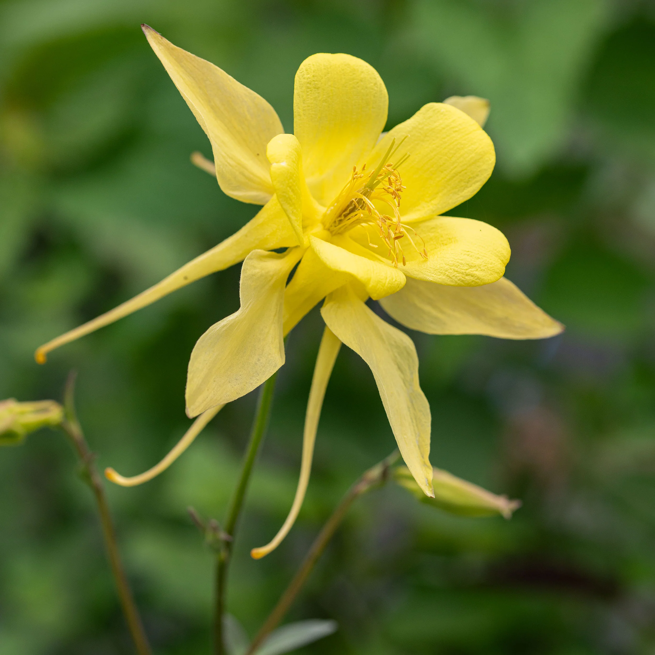 Columbine 'Denver Gold®' - Image 3
