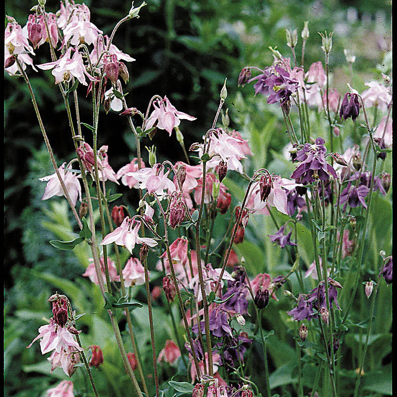 Columbine 'Grandmother's Garden' - Image 2