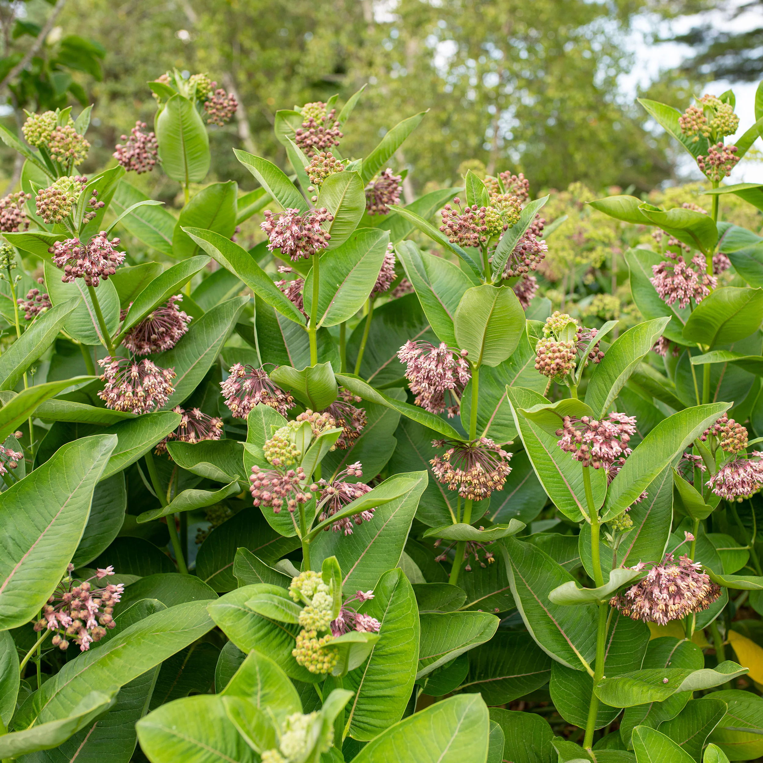 Milkweed - Common - Image 2