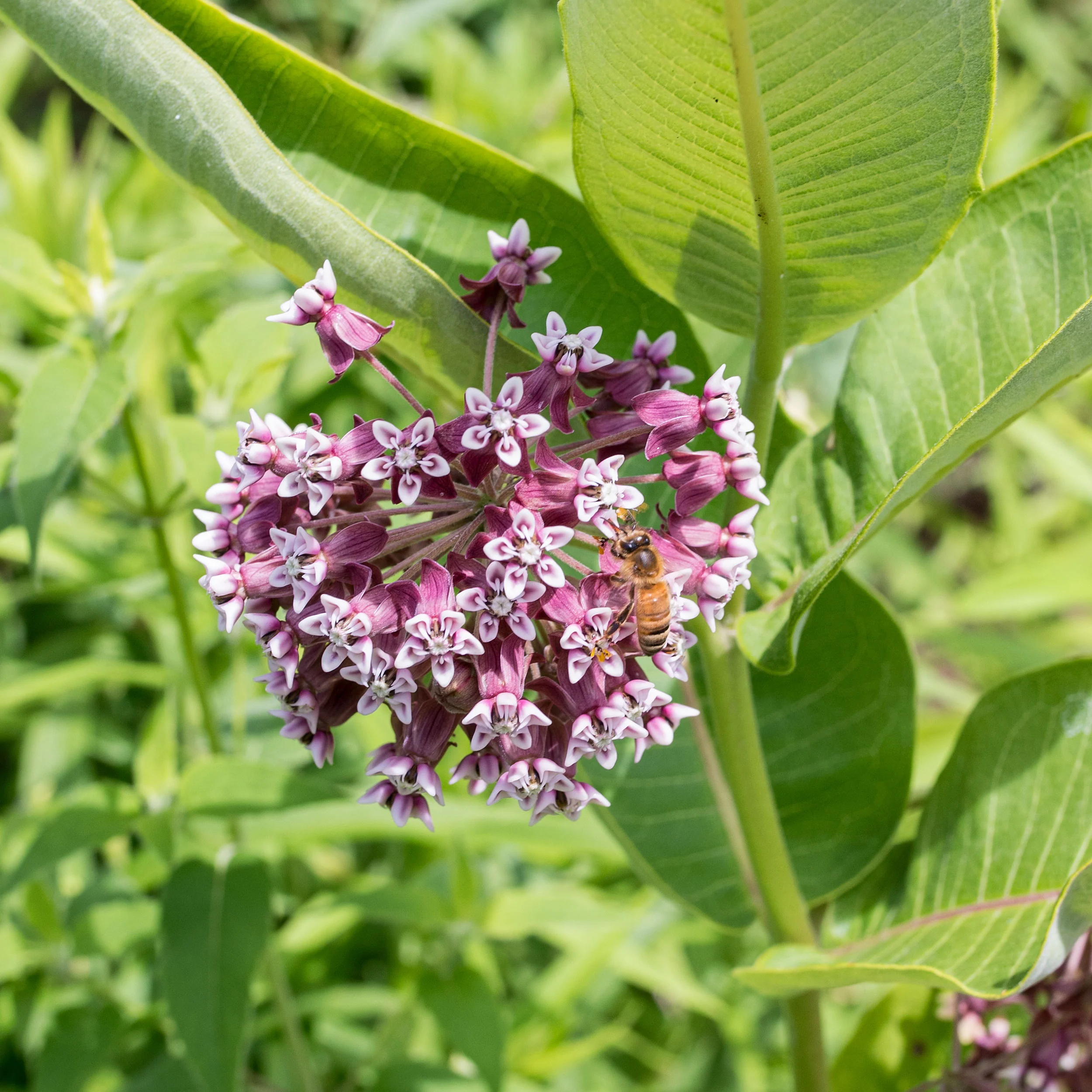 Milkweed - Common - Image 3