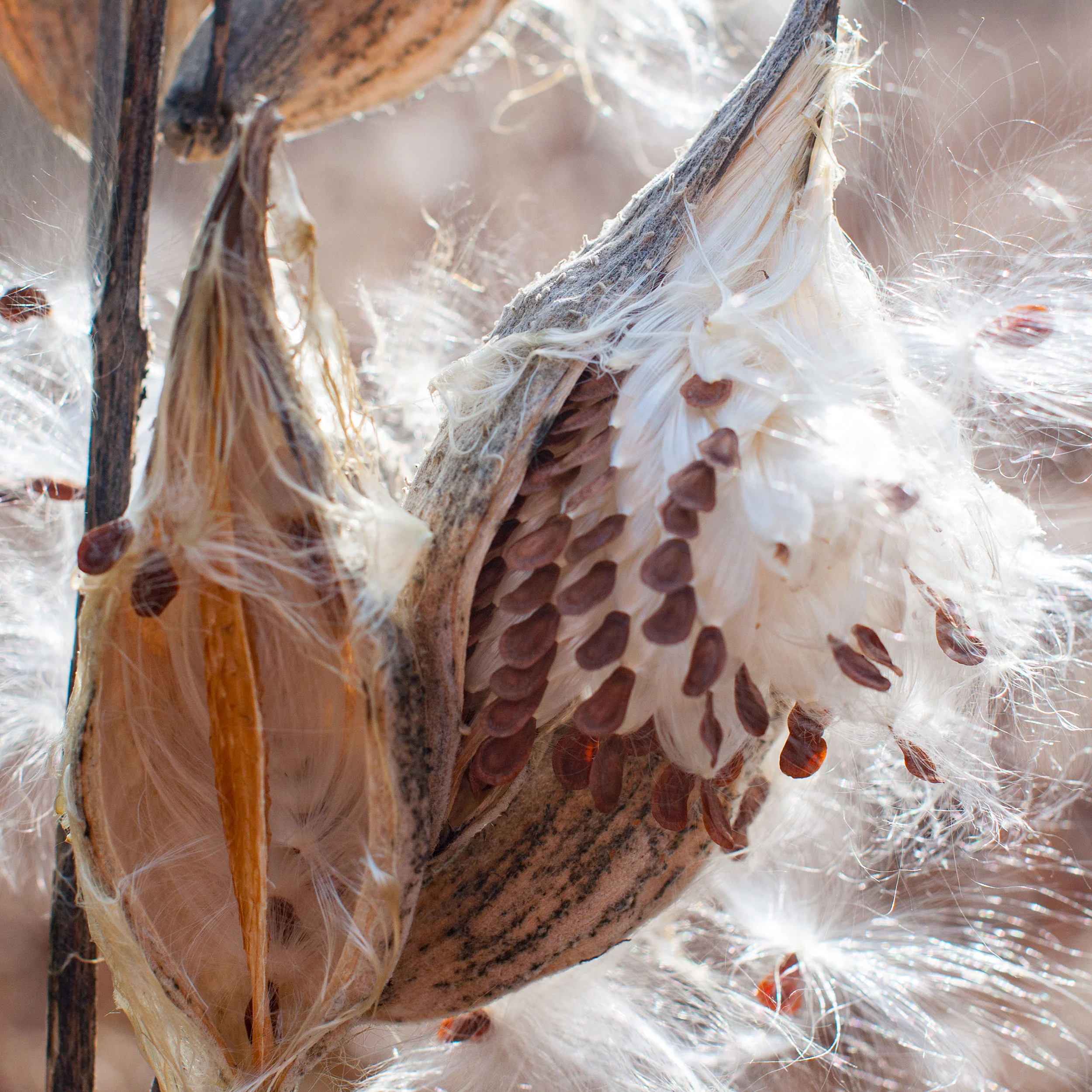 Milkweed - Common - Image 4