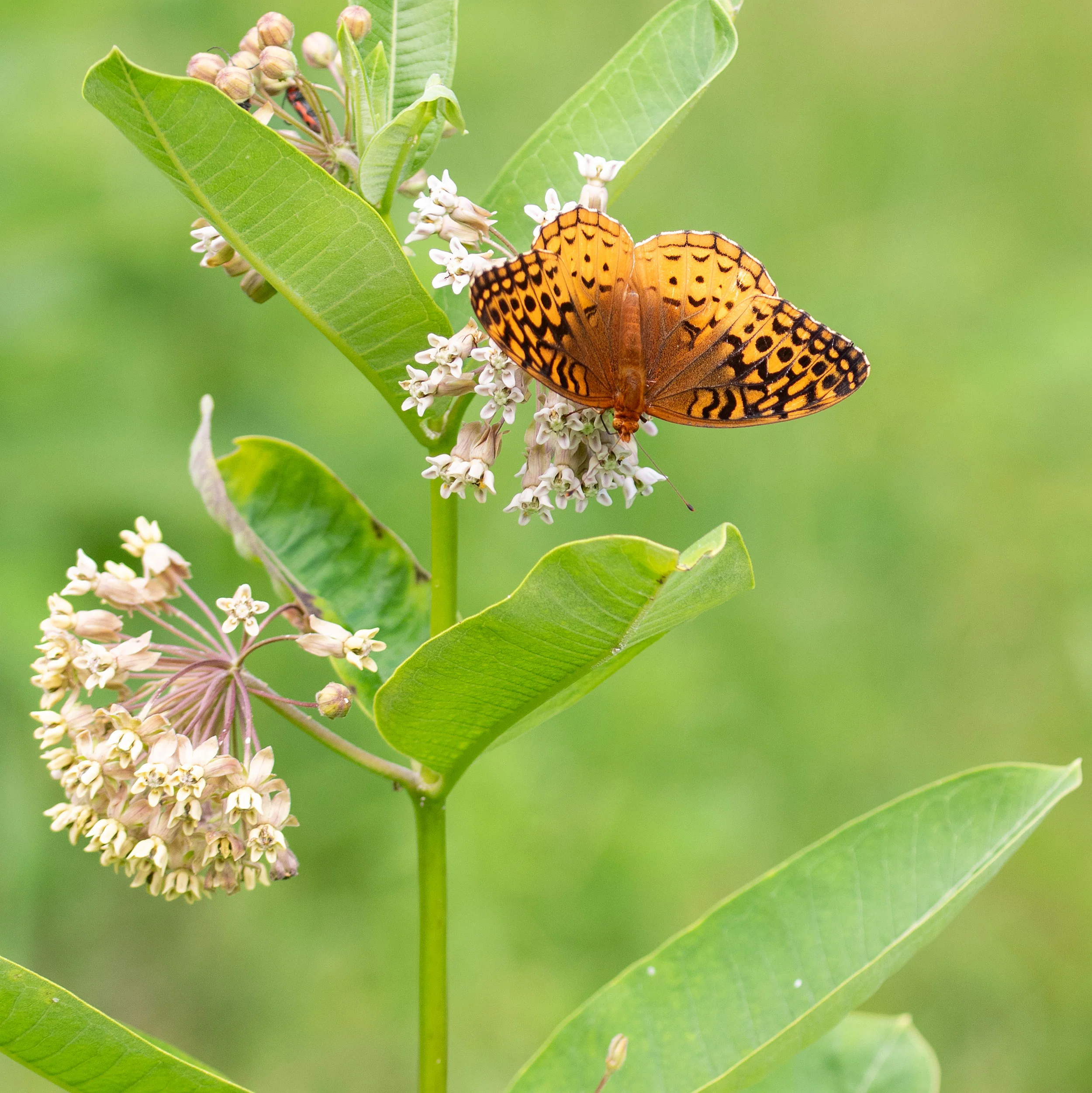 Milkweed - Common - Image 5