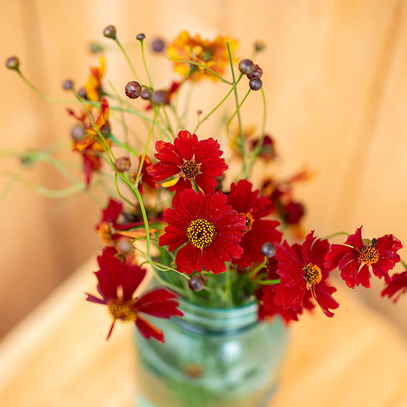 Coreopsis 'Cinnamon'