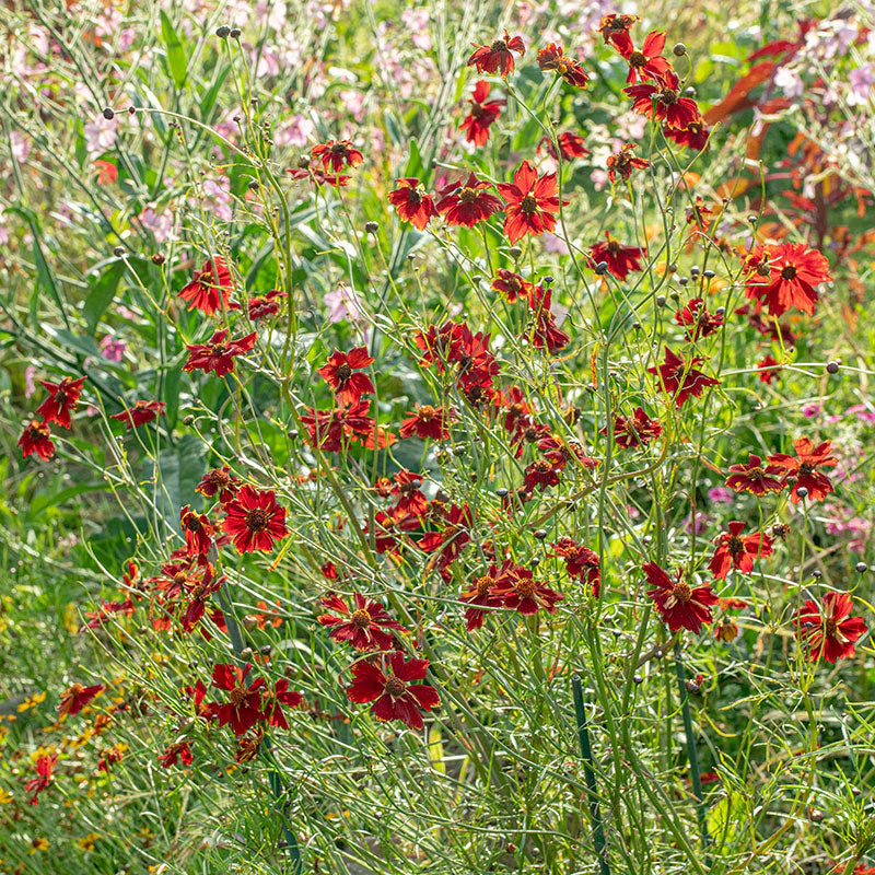 Coreopsis 'Cinnamon' - Image 2