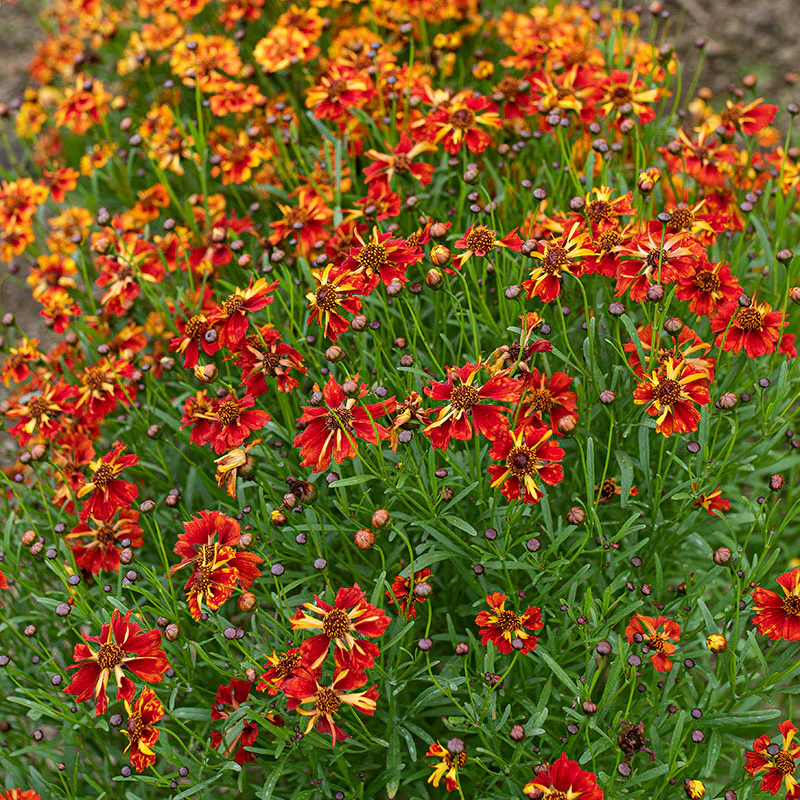 Coreopsis 'Incredible! Sea Shells Mix' - Image 2
