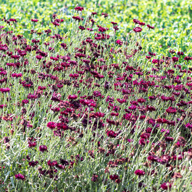 Cornflower 'Black Gem' - Image 2